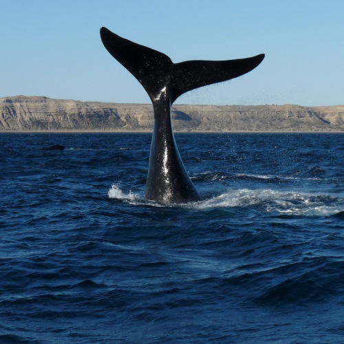 Puerto Madryn, walvis