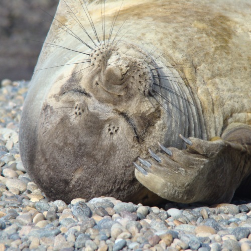 Puerto Madryn, Peninsula Valdes