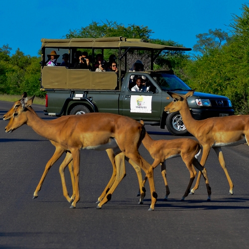 Timbavati Safari Lodge