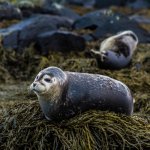 vatnsnes zeehonden.jpg