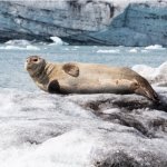 Zeehond bij de Jökulsárlón-gletsjerlagune