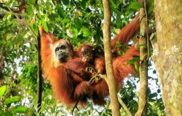 Bukit Lawang