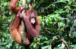 Orang Oetan bij Kinabatangan rivier