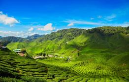 Cameron Highlands