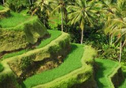 id_al_ubud1.jpg id_al_ubud1.jpg