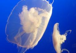 Monterey Aquarium kwallen