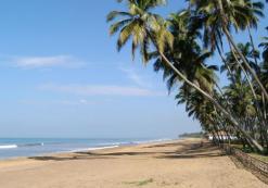 lk_ac_royalpalms_st.jpg Royal Palms strand