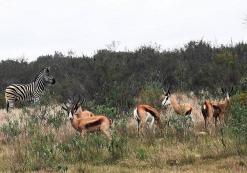 africamps kambati swellendam dieren.jpg AfriCamps at Kam'Bati Swellendam