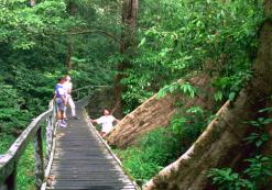 Mulu Nationaal Park Sarawak Maleisië Mulu