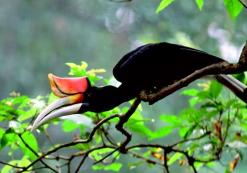 Hornbill Maleisië