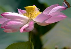 Bloem Maleisië
