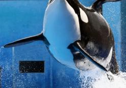 USA Florida Seaworld USA Florida Seaworld