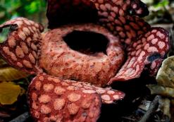 MY_AL_Belum Belum rainforest