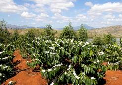 Koffieplantage bij Kontum