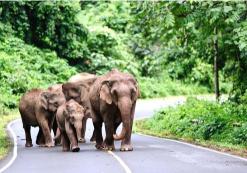 Khao Yai Nationaal Park