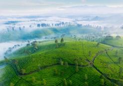 Thee plantages Bandung
