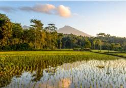 Tetebatu