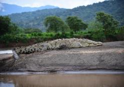 Krokodil in Carara Nationaal Park