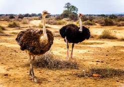 Struisvogels in Oudtshoorn
