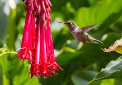 Kolibri in Turrialba