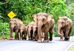 Olifanten Khao Yai nationaal park