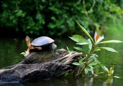 Tortuguero rivierschildpad Tortuguero rivierschildpad