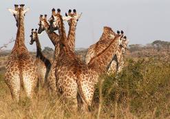 Hluhluwe Nationaal Park