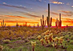 Sonora Desert, Phoenix Sonora Desert, Phoenix