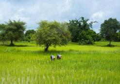 Battambang