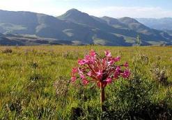 eSwatini