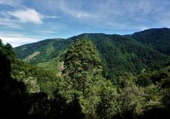 Bossen in San Gerardo De Dota