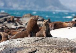 Seal Island