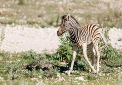 Etosha Nationaal Park Etosha Nationaal Park