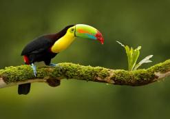Toucan in Tenorio Nationaal Park