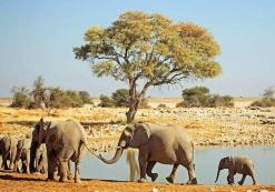 Etosha Nationaal Park Olifanten