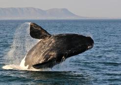 Hermanus