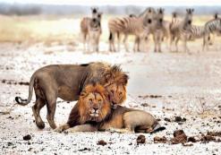 Etosha Nationaal Park