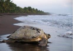 Tortuguero zeeschildpad Tortuguero zeeschildpad