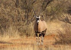 Gemsbok Dichtbij Windhoek Gemsbok Dichtbij Windhoek
