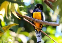 Vogel in Corcovado Nationaal Park