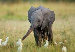 Addo Nationaal Park
