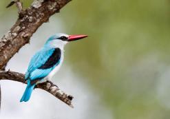 Kruger Nationaal Park