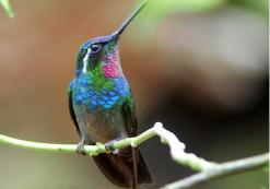 Kolibri in nevelwoud van San Ramón