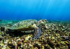 Schildpad