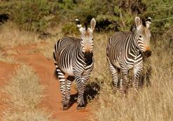 Okonjima zebra Okonjima zebra