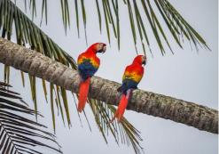 Corcovado Nationaal Park
