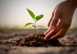 Plant a Tree Project