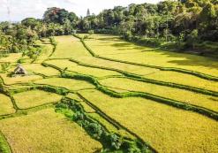 Rijstveld in Tetebatu