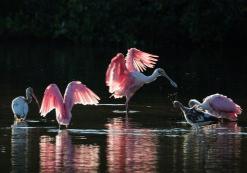 J.N. ‘Ding’ Darling National Wildlife Refug