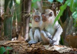 Apen in Khao Sok Nationaal Park